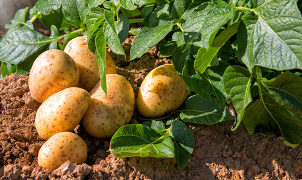 Examining Different Potato Varieties Worldwide: A Comparative Analysis